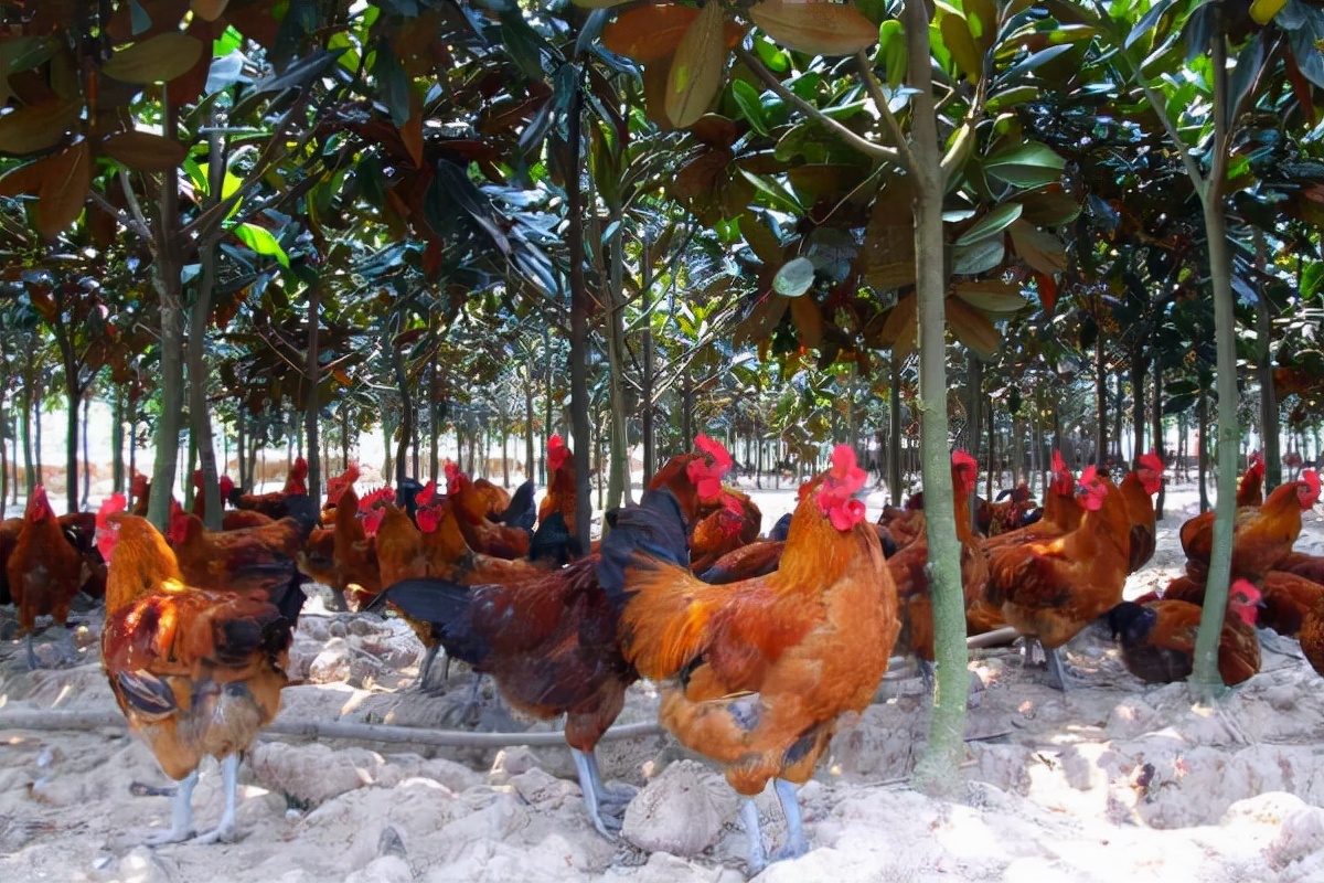 养殖鸡如何看公母,养了半年的鸡怎么分公母