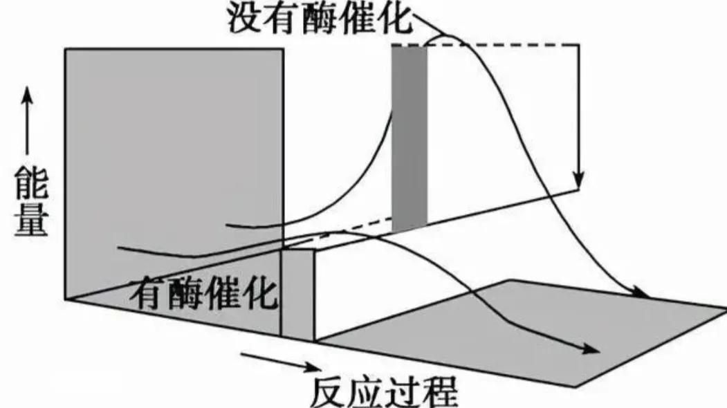 3万条蛇集体交配,雄蛇伪装成雌蛇,交配后还使坏堵住雌蛇泄殖腔
