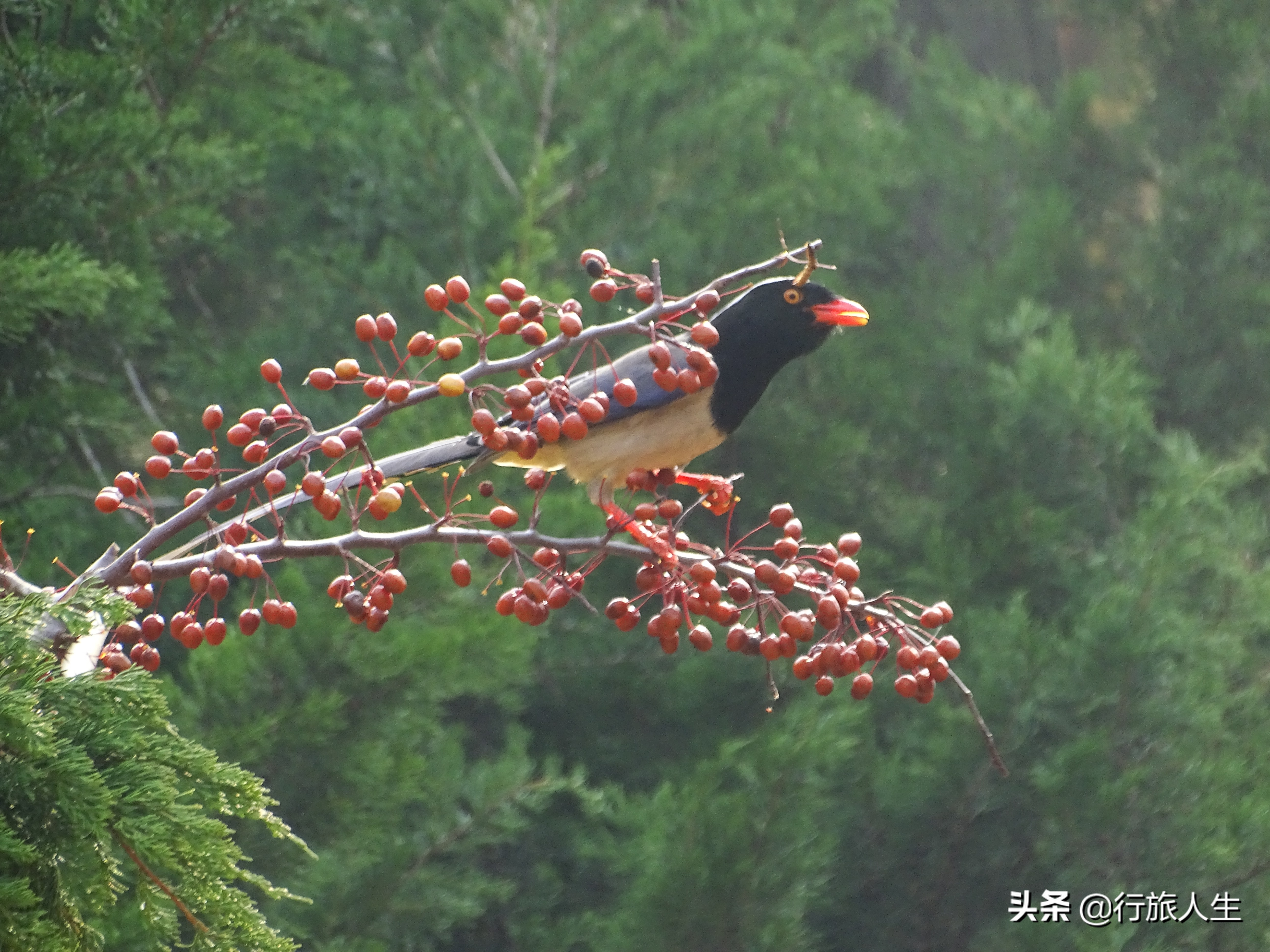 冬日的鸟儿文案,冬日鸟儿在树上图片