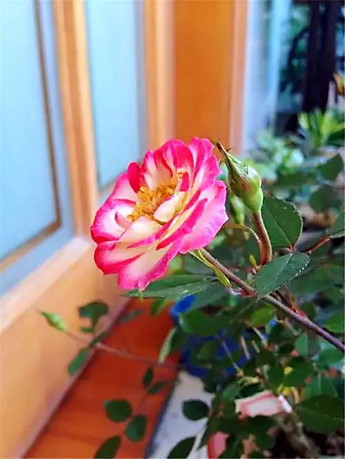 旋转木马和粉扇月季区别,月季旋转木马怎么养