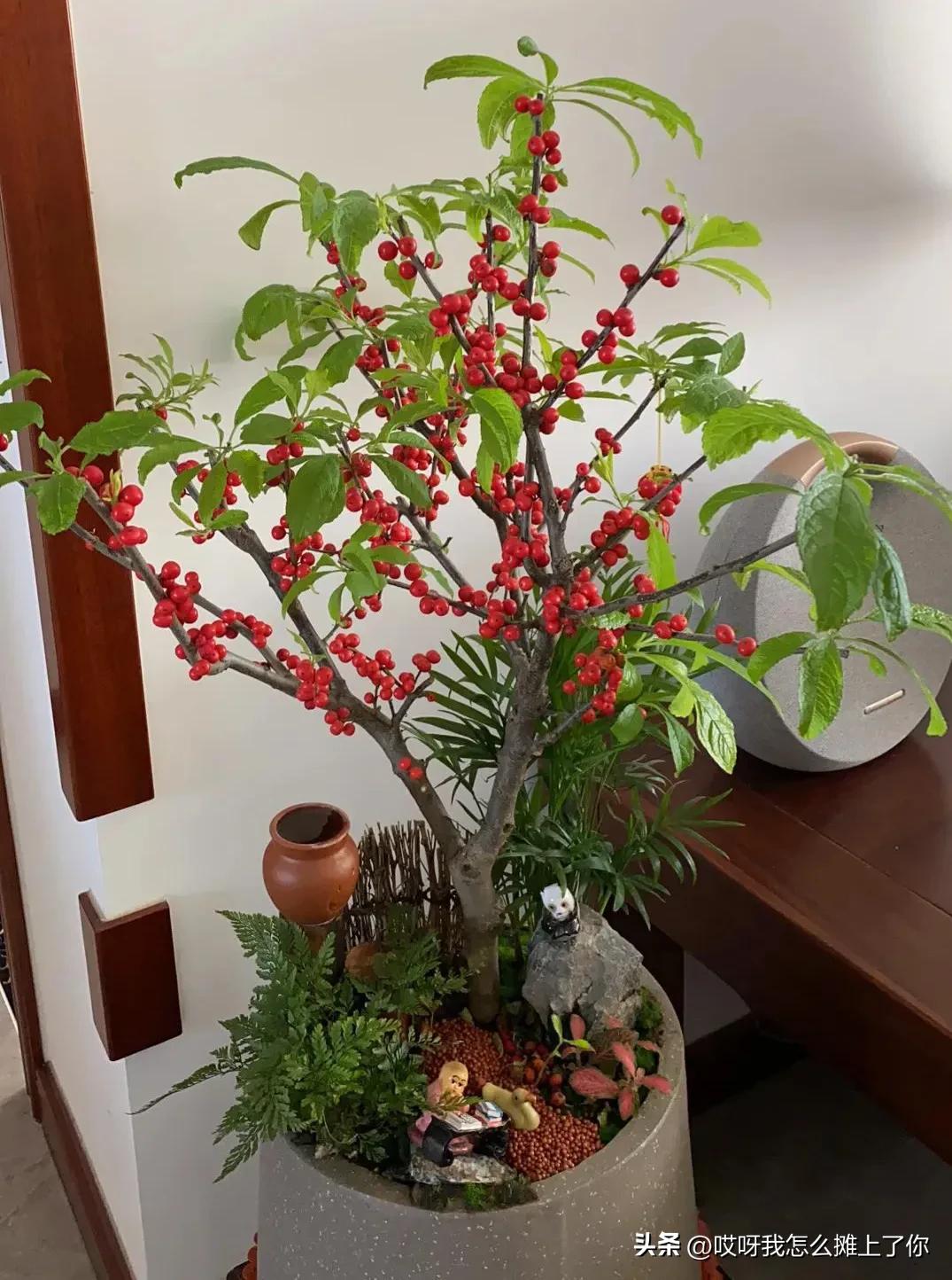 北美冬青,北美冬青的卖点