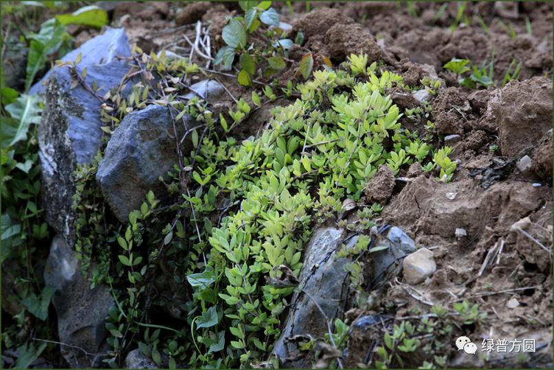 垂盆草在花境中的应用,垂盆草的功效与应用