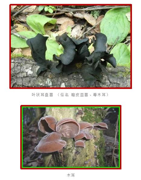 爱的魔力转圈圈蘑菇头,爱的魔力转圈圈彩虹伞