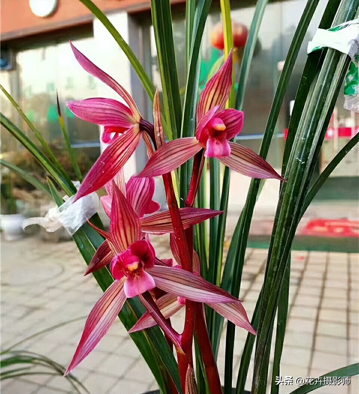 经典永流传！它是国兰“第一红”，珍贵又稀少，懂兰人视它为珍宝