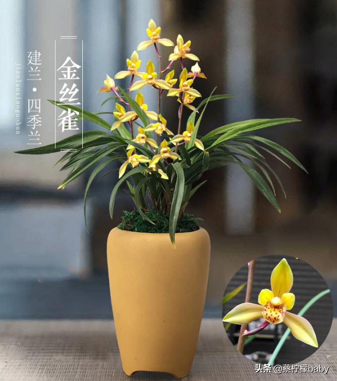 分享五种漂亮花卉,分享一款好看的月季