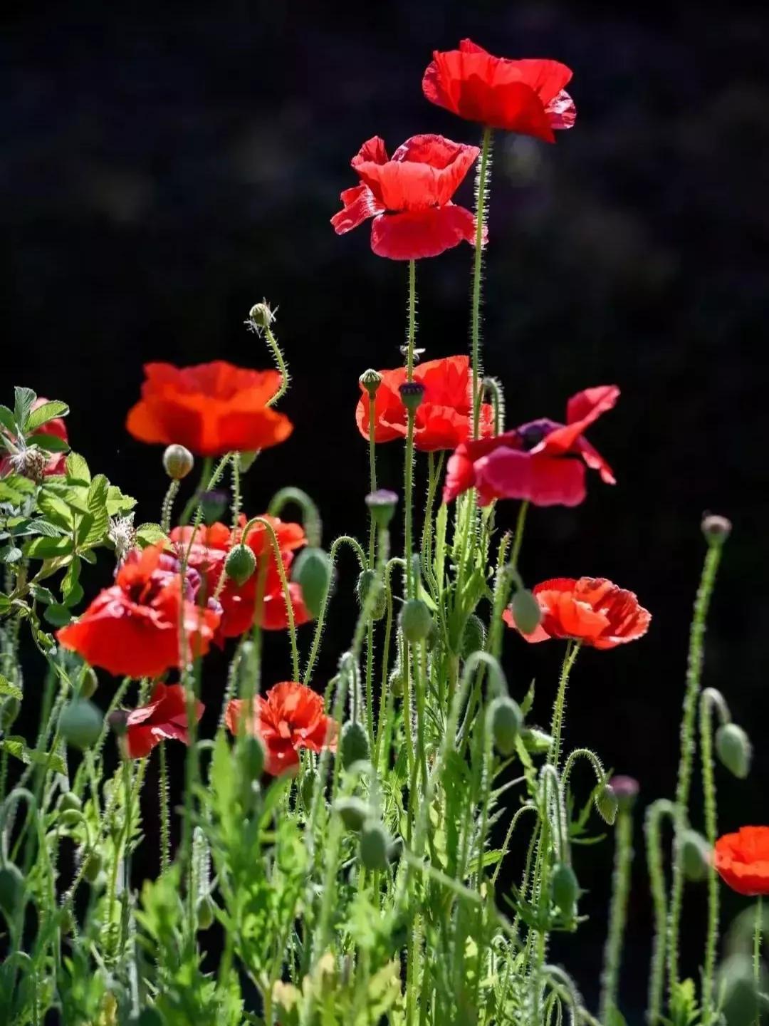 盛夏爱情故事免费全文,盛夏爱情故事免费阅读