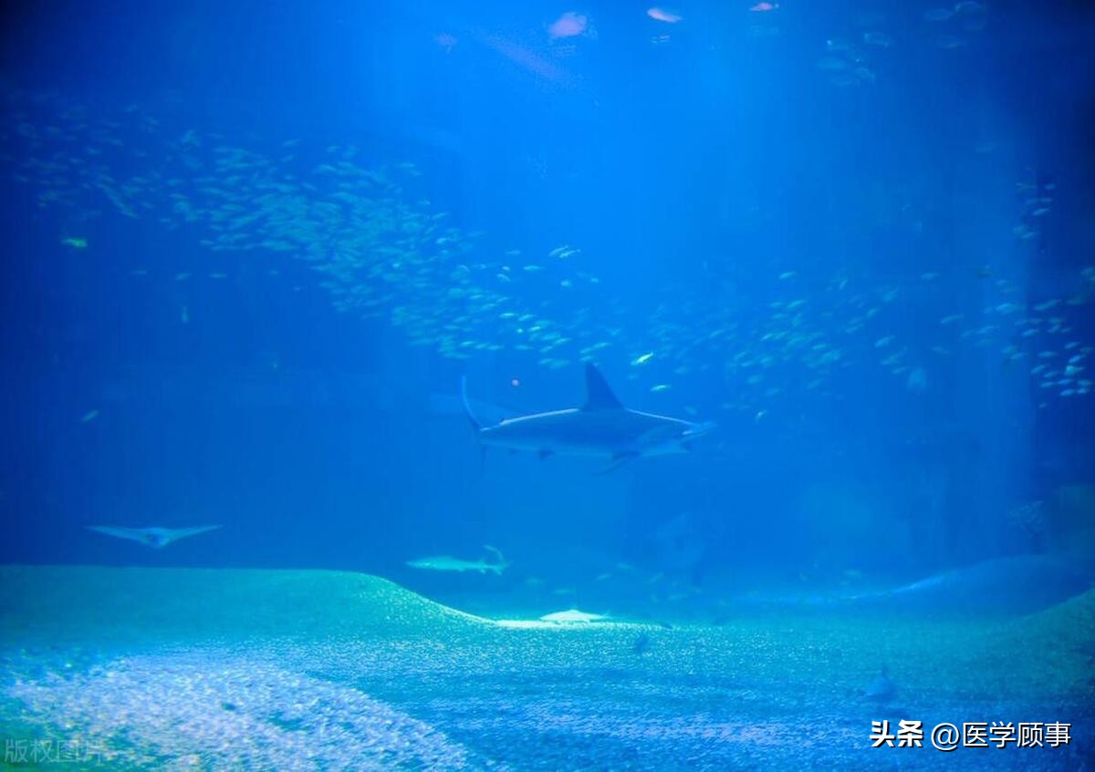 锤头鲨鱼群视频大全,锤头鲨鱼海底视频