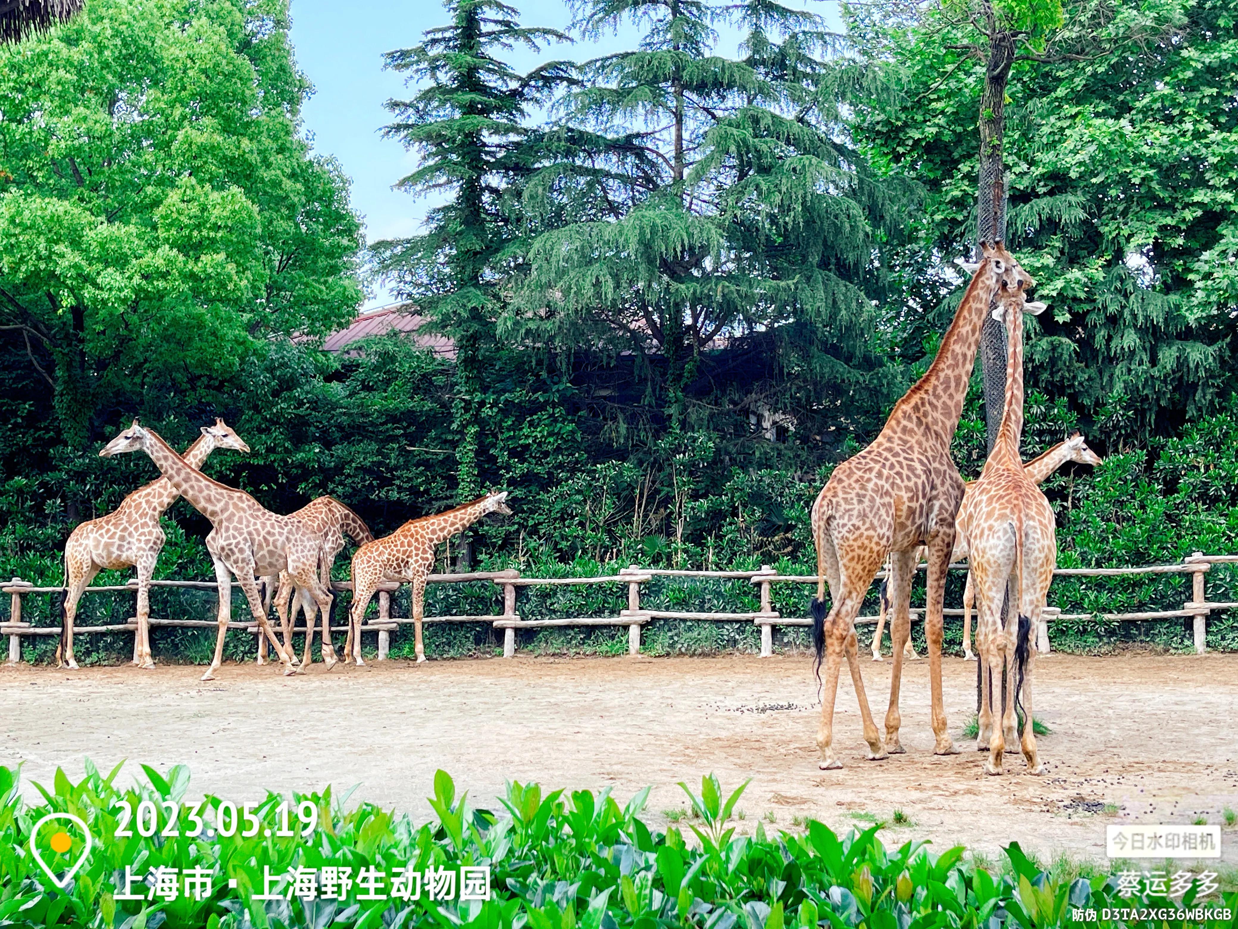 我喜爱的动物是小猫,什么动物招人喜爱