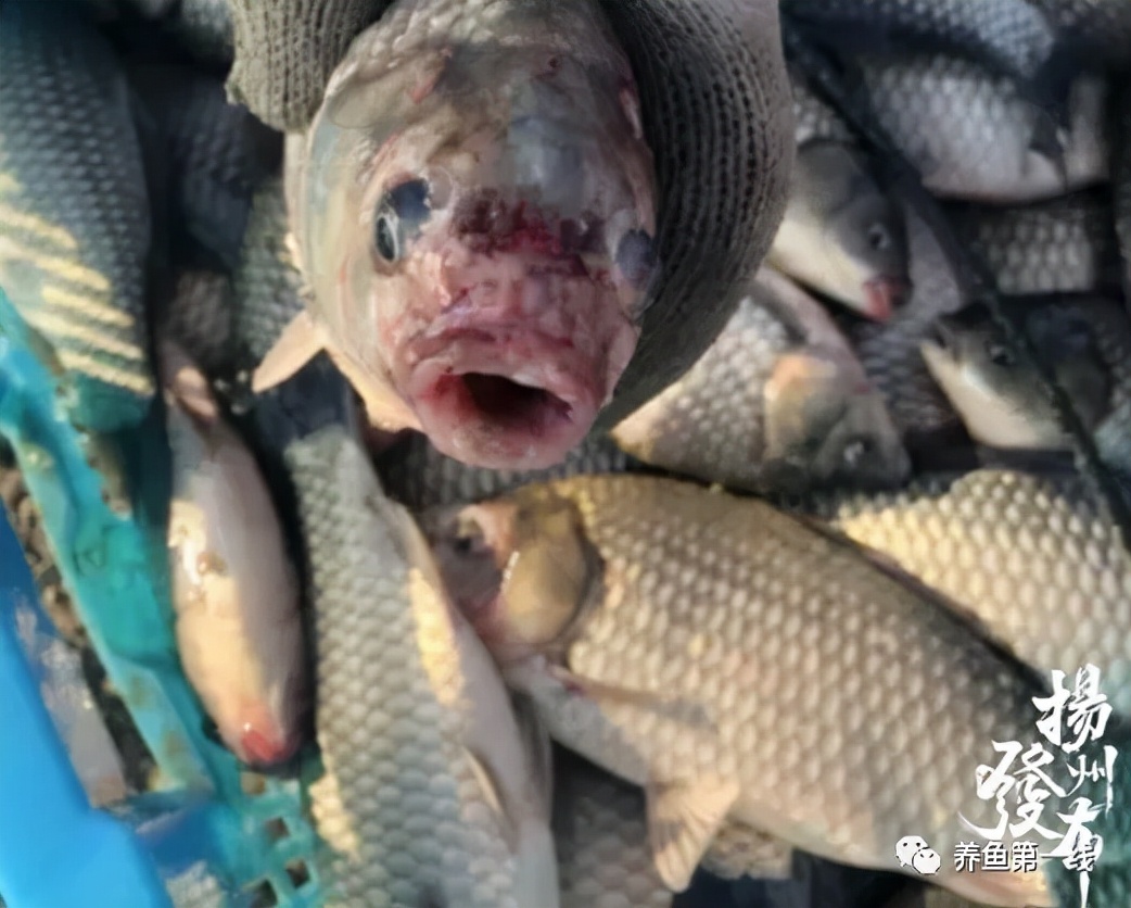 鱼类红嘴病图片,鱼烂嘴病的治疗方法