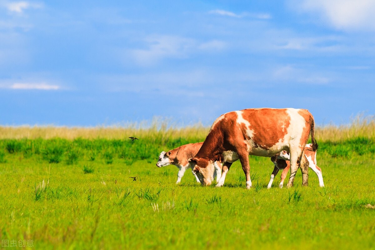 牛价行情牛肉,牛价格养牛最新行情