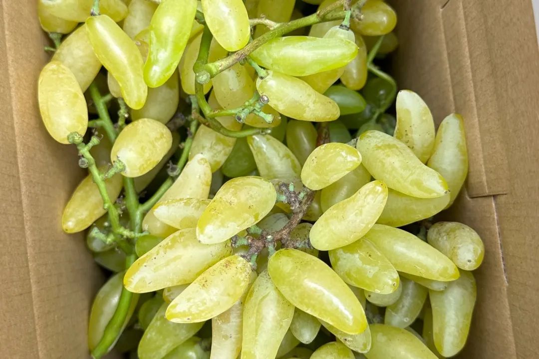 水果店老板不让挑水果,果农不会告诉你的挑水果技巧