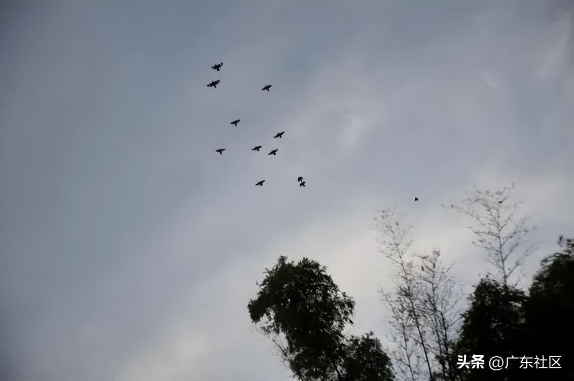 春季国内观鸟热门地,这份观鸟地图请收好