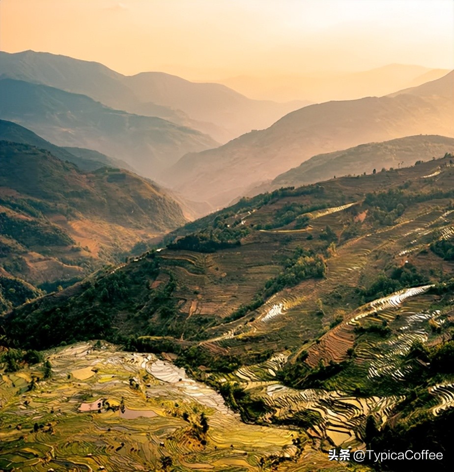 云南本地咖啡品牌,云南小粒咖啡价格