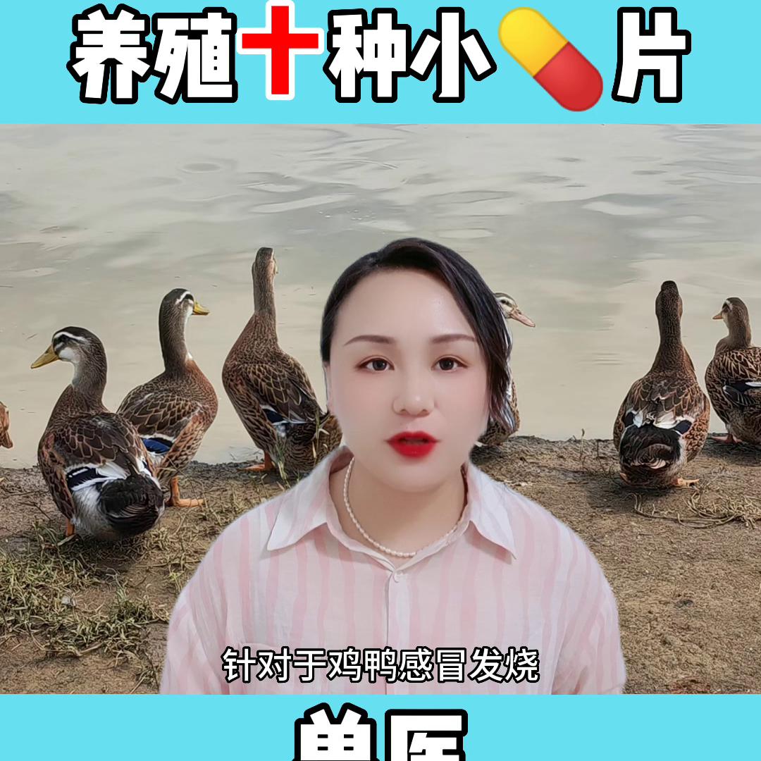 兽医不为人知的一面,家禽养殖小指南