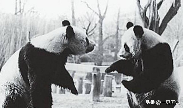 旅居美国的熊猫丫丫,旅美熊猫艰辛的回国之路