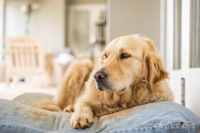 金毛累瘫呕吐起不来怎么办,金毛生病恢复后怎么引导吃食