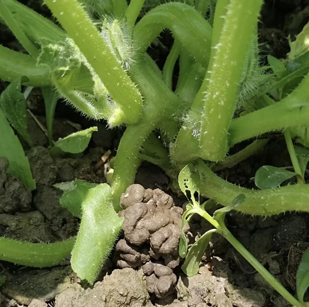 花卉浇水最好用什么水,四种水是万能药