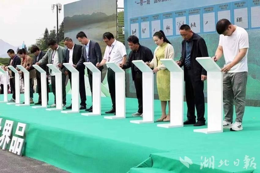 一位茶人的自述:我爱鹤峰茶