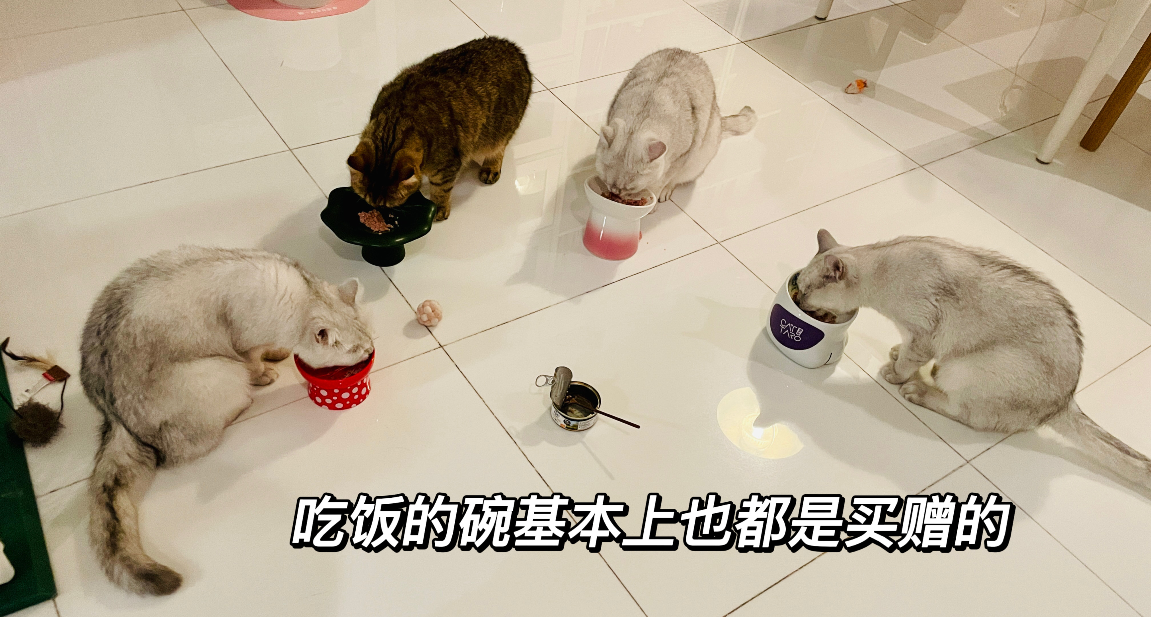 第一次养猫要注意什么新手必知,家庭养猫必备知识大全