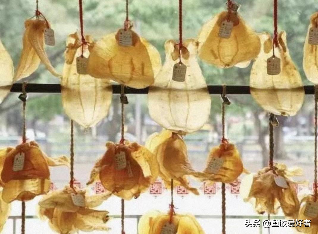 干鱼胶怎么保存不会长虫子,鱼胶小白入门