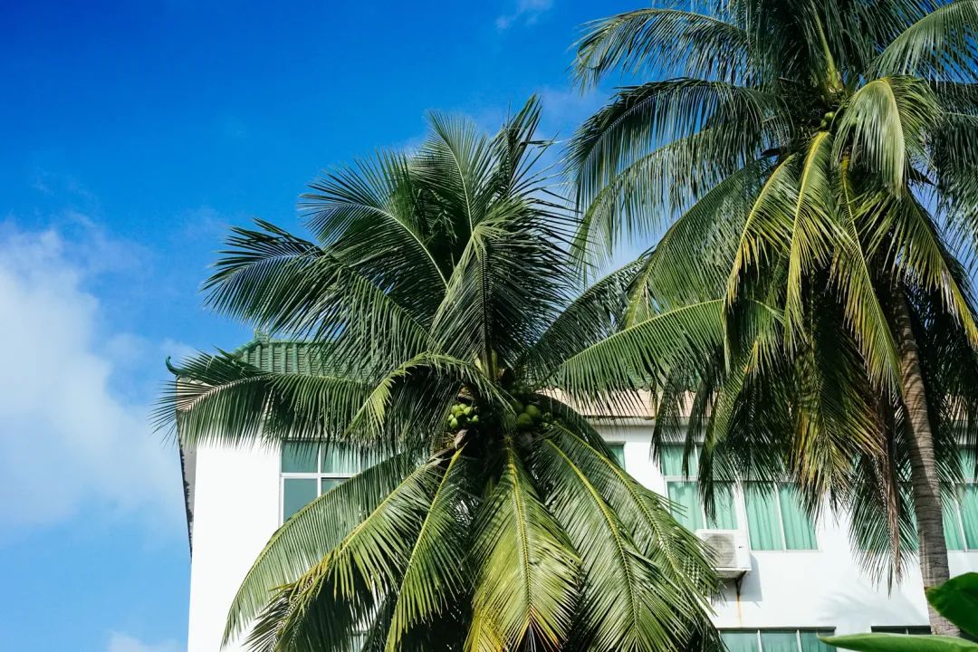 早餐烤乳猪，海鲜论盆卖？这座海岛小城舒坦得有点离谱了