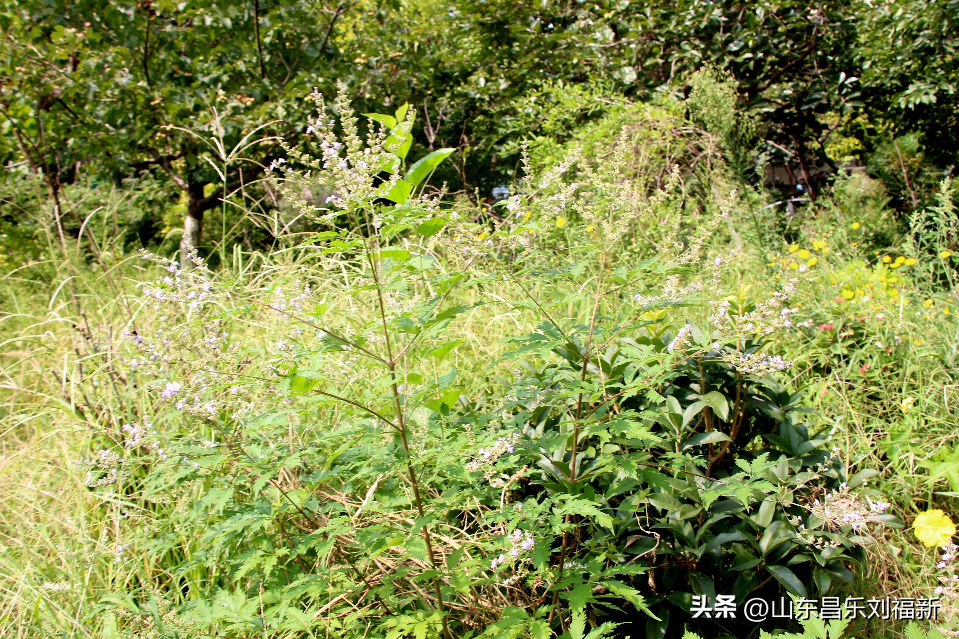 碧水龙庭深圳7栋4单元,顺光风景片拍摄