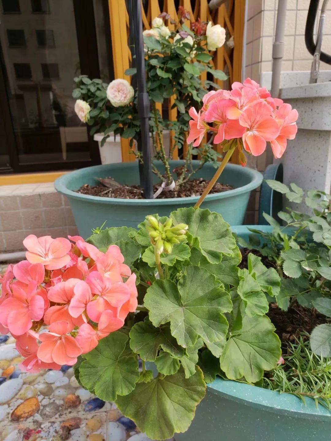 燕子的梦想简介,燕子的人生目标