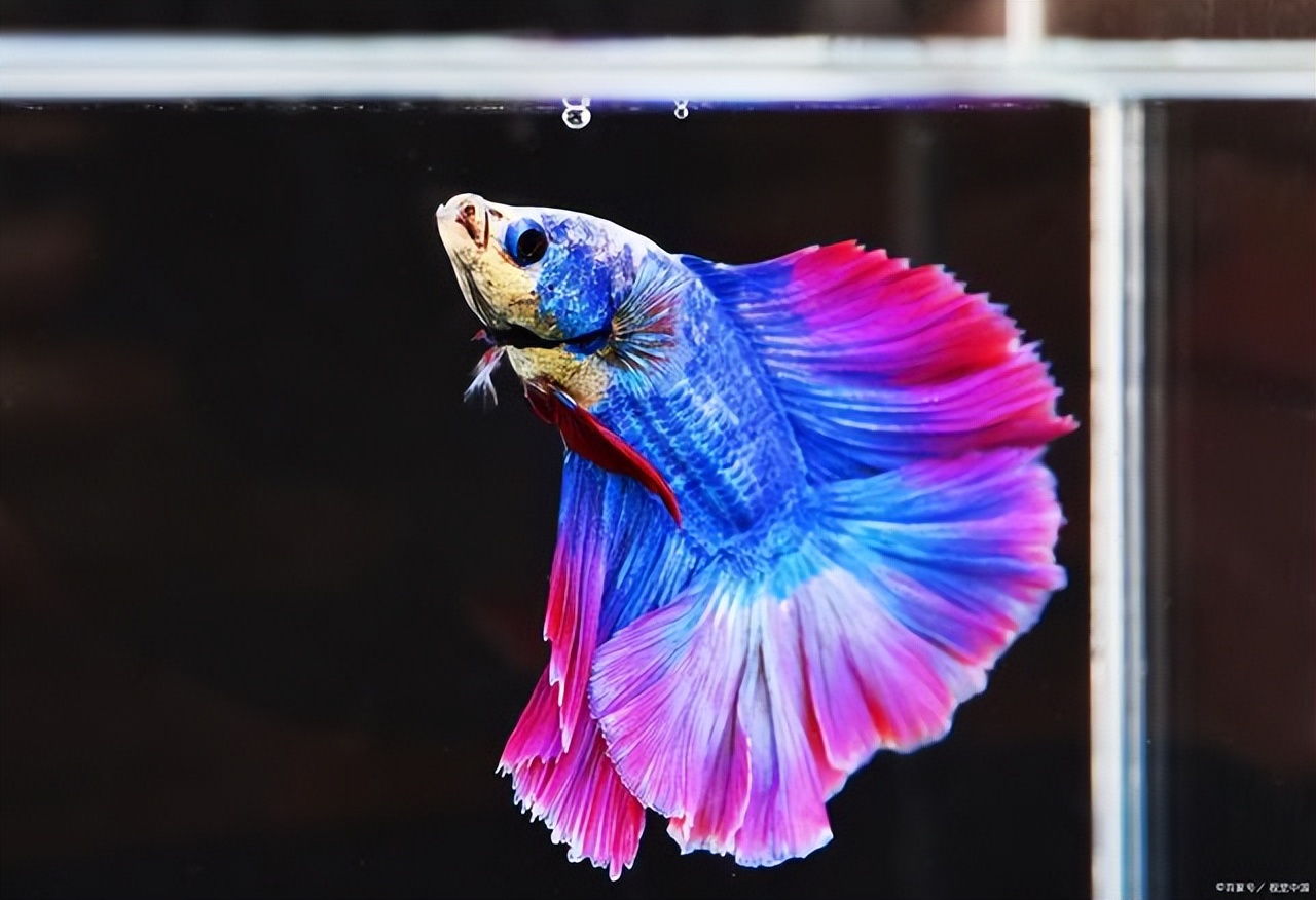 斗鱼饲料怎么选,斗鱼喂增红饲料好不好