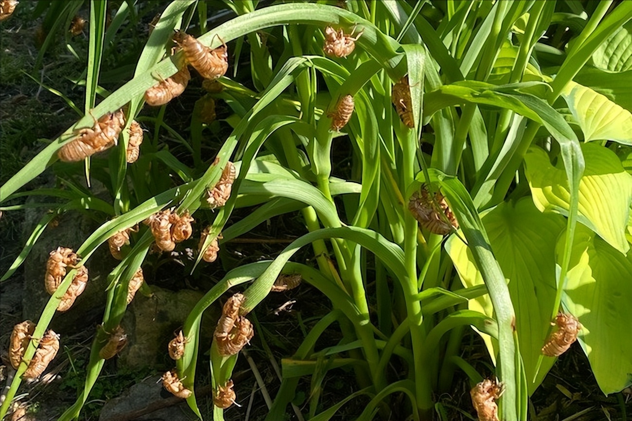 在美国知了猴泛滥,知了猴在外国泛滥成灾