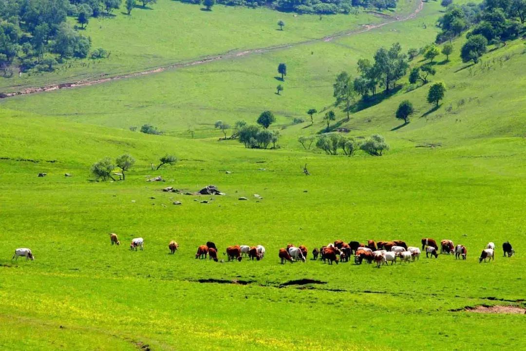 关山牧场免费露营,关山牧场户外露营