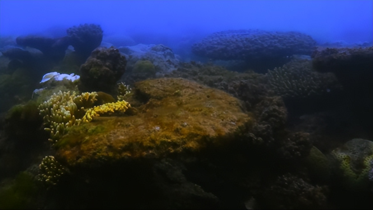 你变白后成什么样子,你变白以后有多好看