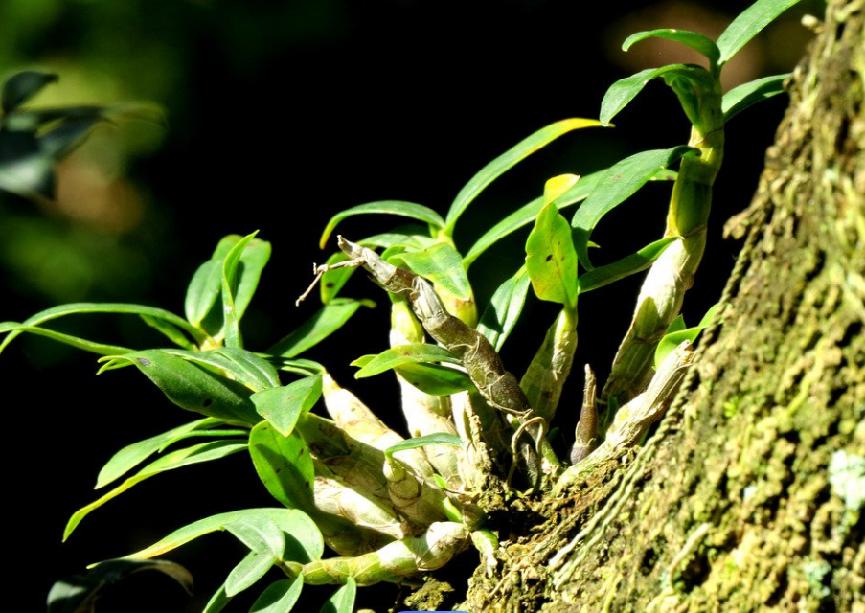 铁皮石斛十大品牌排行榜，哪个品牌的铁皮石斛最受欢迎？