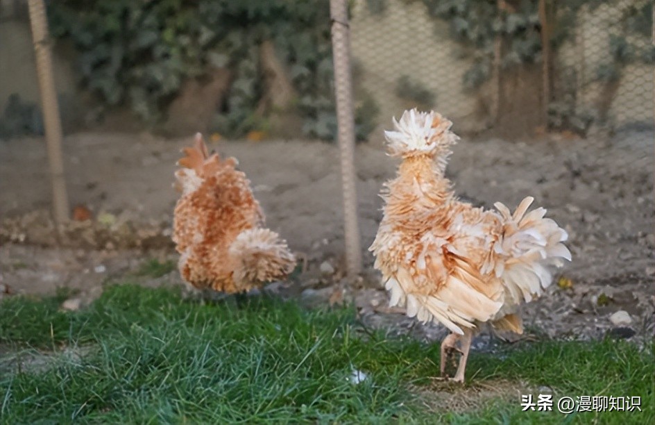 鸡沙门菌能引起鸡白痢吗,鸡白痢沙门氏菌病的研究进展