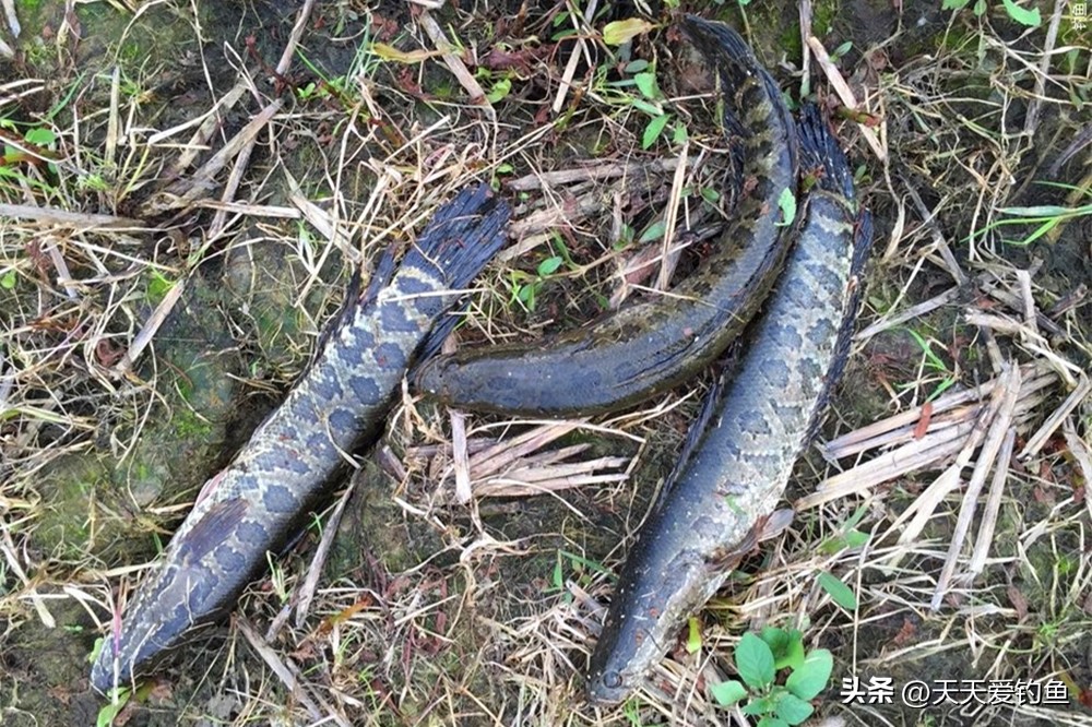 钓黑鱼的方法与技巧用路亚,野钓黑鱼最好的方法