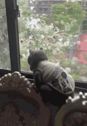 我家猫骂了一只鸟，被它追着喷了五天屎！网友：赶紧搬家吧...