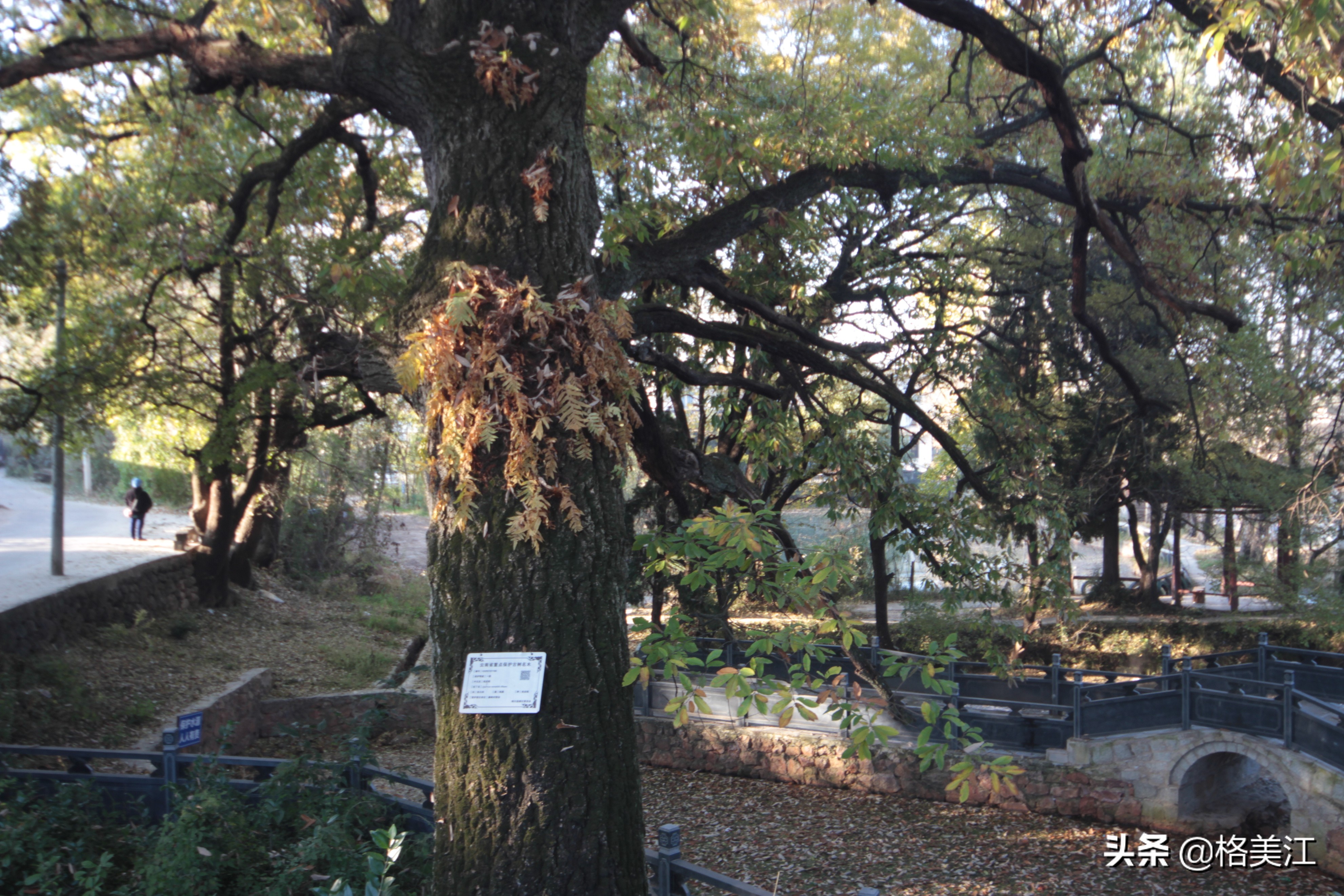 桑岭村古树,桑岭的古木图片