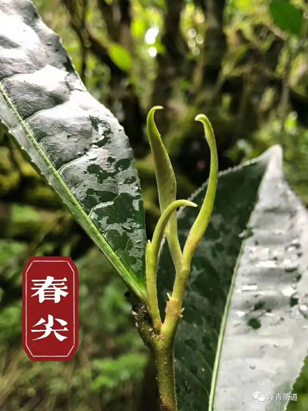 保塘古树茶好喝吗,芒景古树茶好喝吗