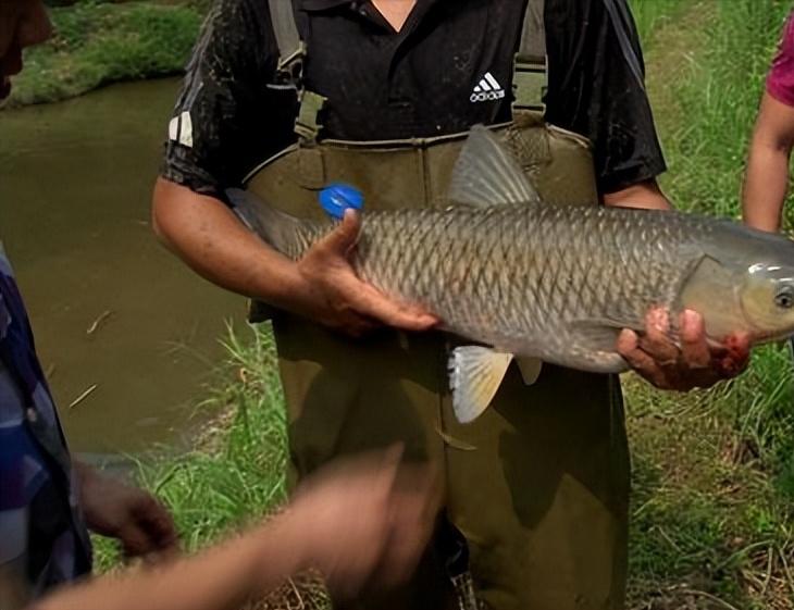 广西小伙养鱼败光家里500万,广西小伙养草鱼败光百万家产