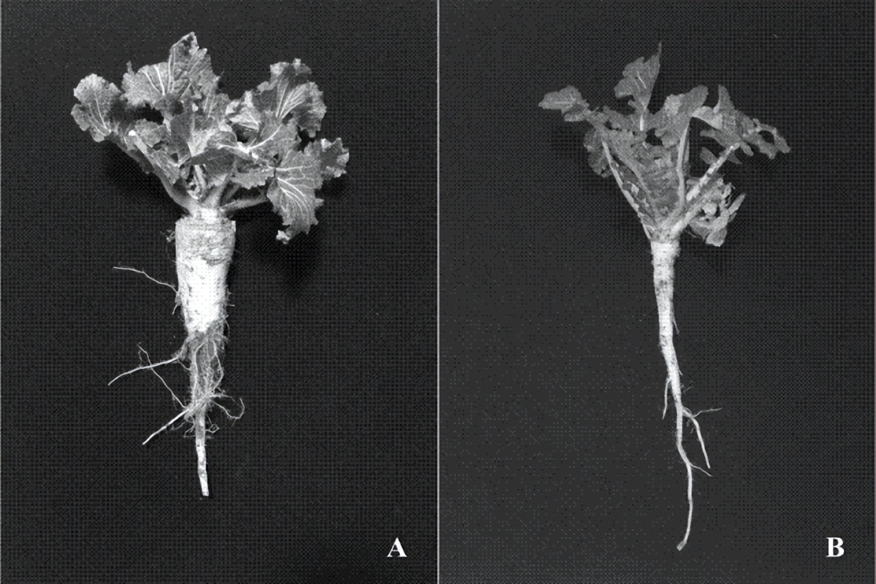 根类食物大全 (5种根菜类的食材)