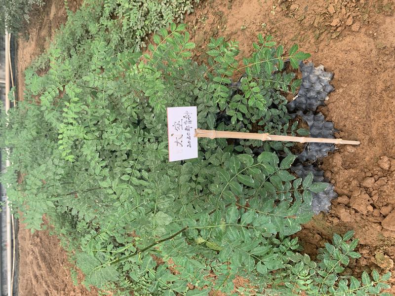 韩城太空无刺花椒苗,陕西韩城太空花椒有限公司