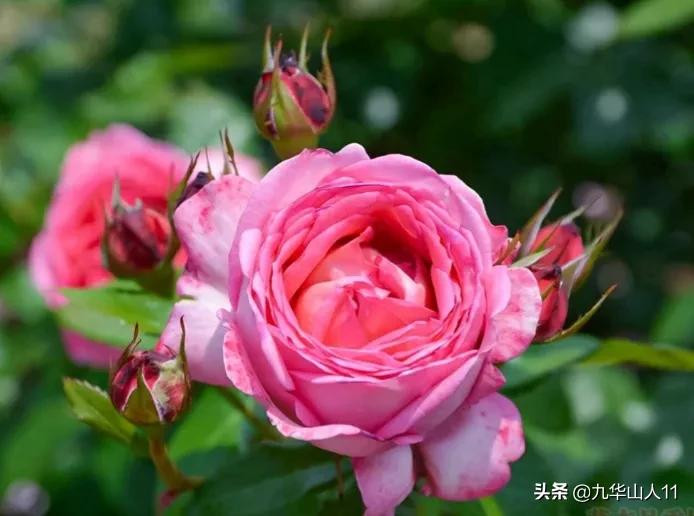 常见丰花月季品种一览,阳台盆栽丰花月季什么品种最好