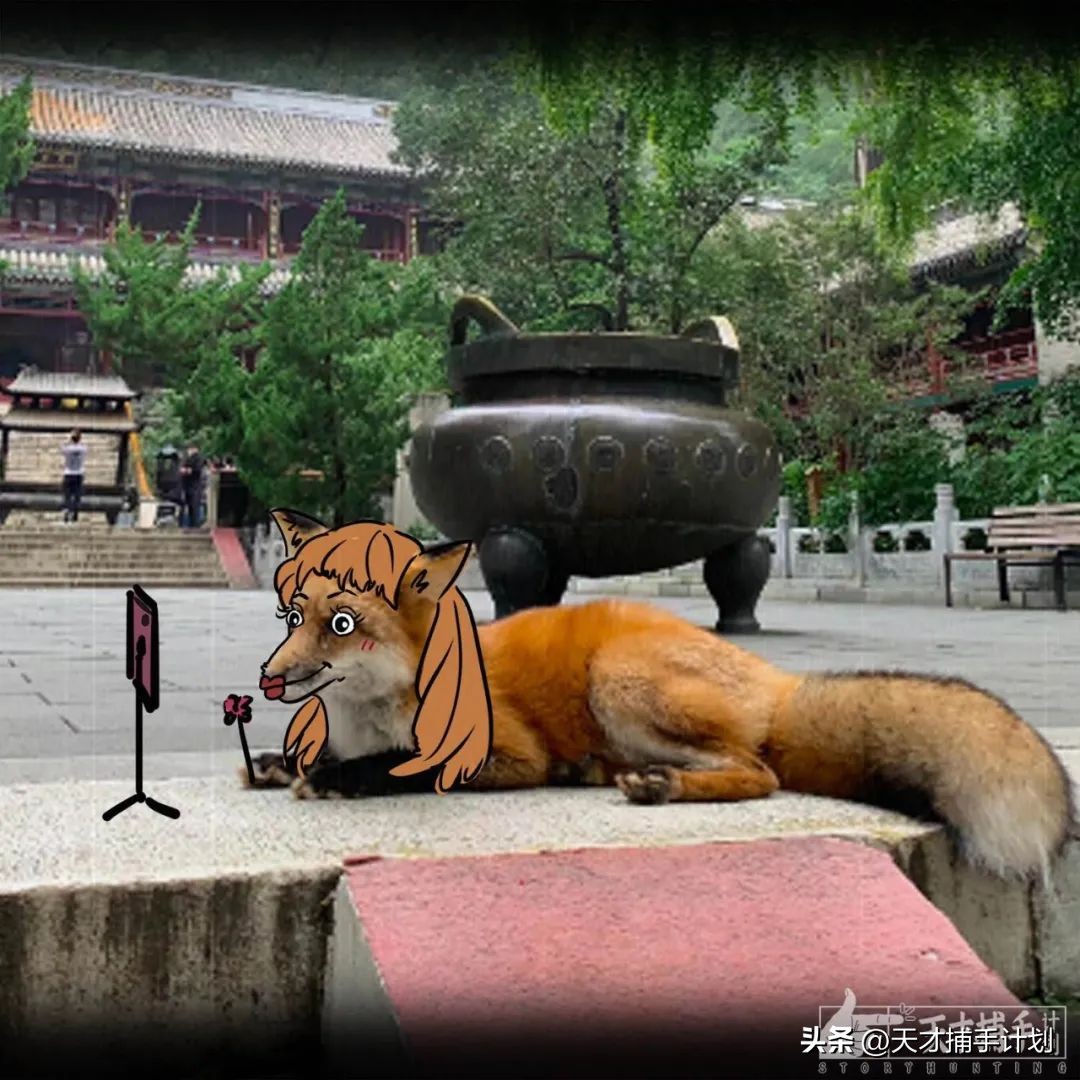 北京动物图鉴：雍和宫要饭的黄鼠狼，潭柘寺的网红狐狸