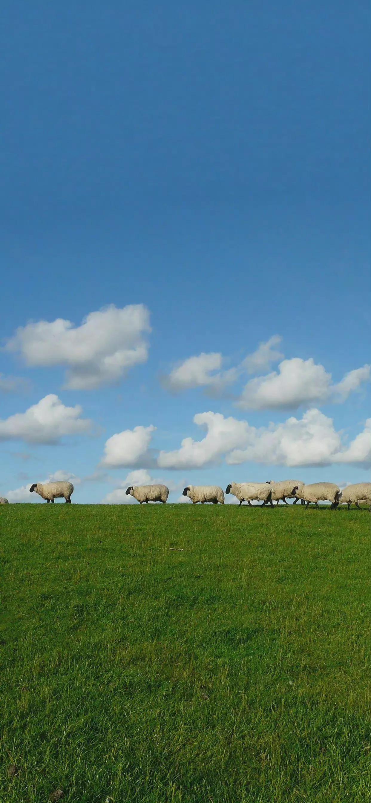 春天清新壁纸图片大全,手机壁纸春天风景超清