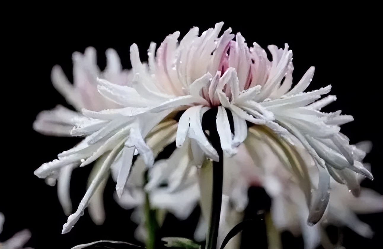 秋花诗词50首,金秋秋菊50种名菊