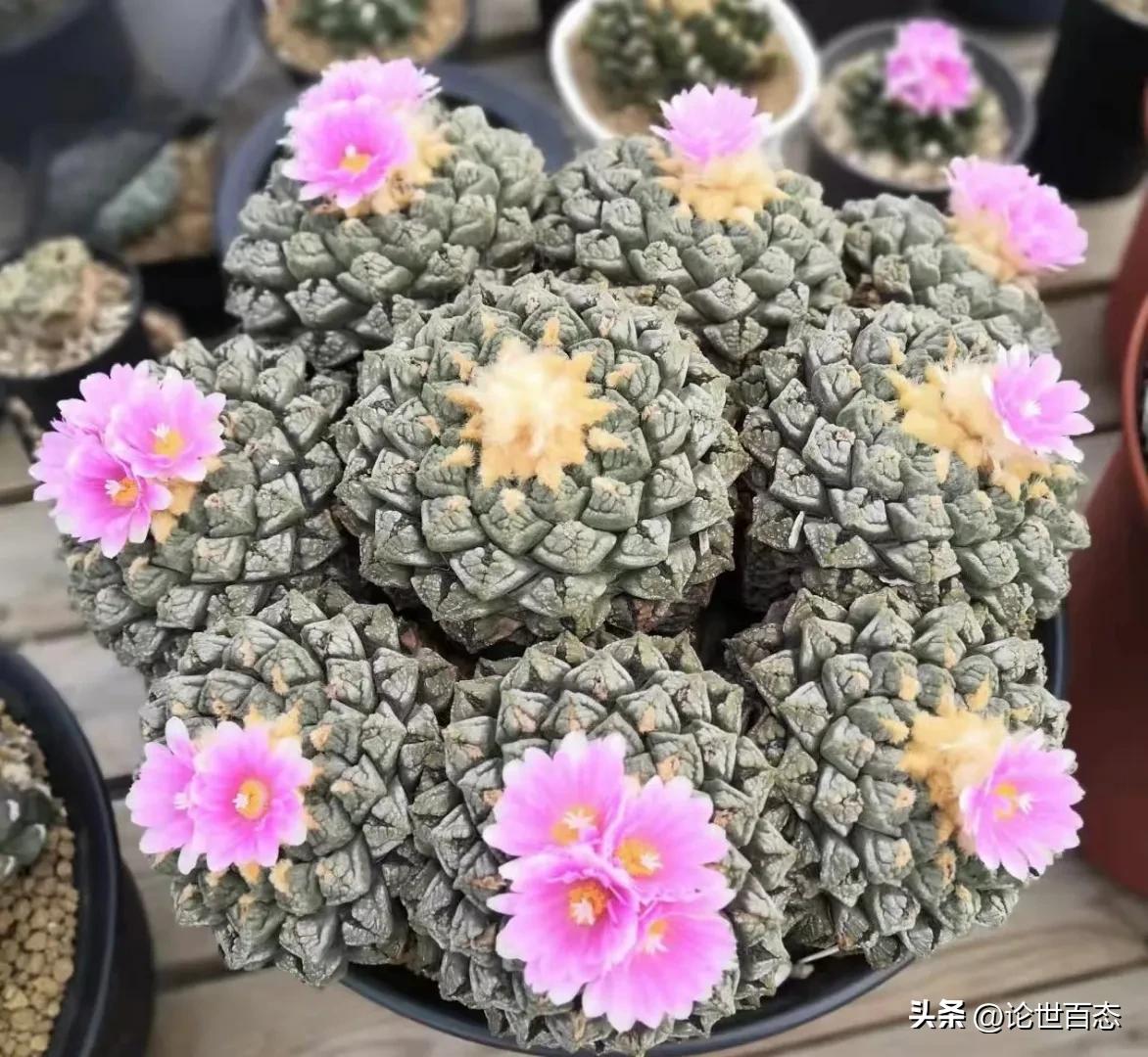 仙人掌类和仙人掌科,《仙人掌》全部