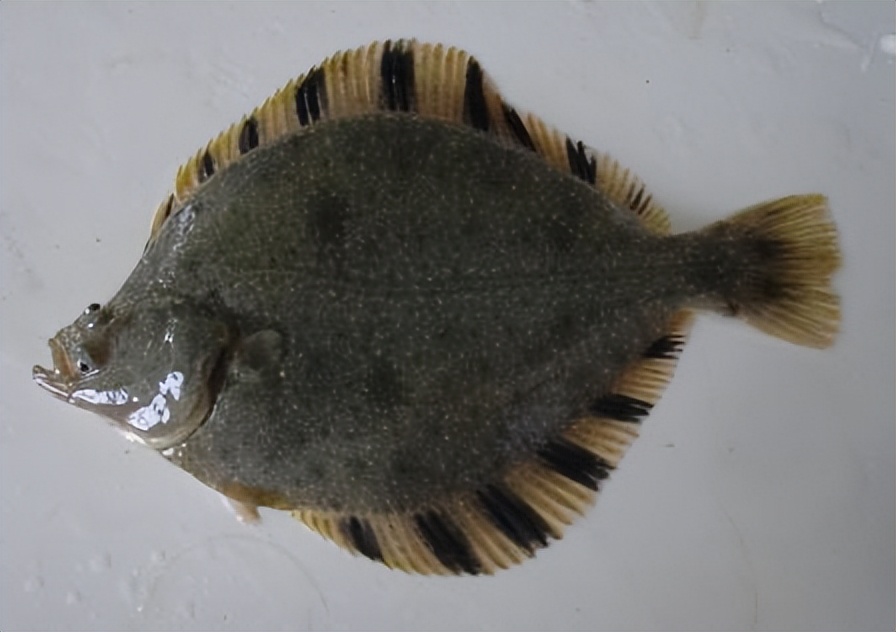 条斑星鲽工厂化养殖技术,星斑川鲽的营养价值