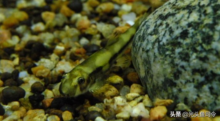 钓鱼钓到保护鱼种放了违法吗,钓鱼犯法的鱼类有哪些种类