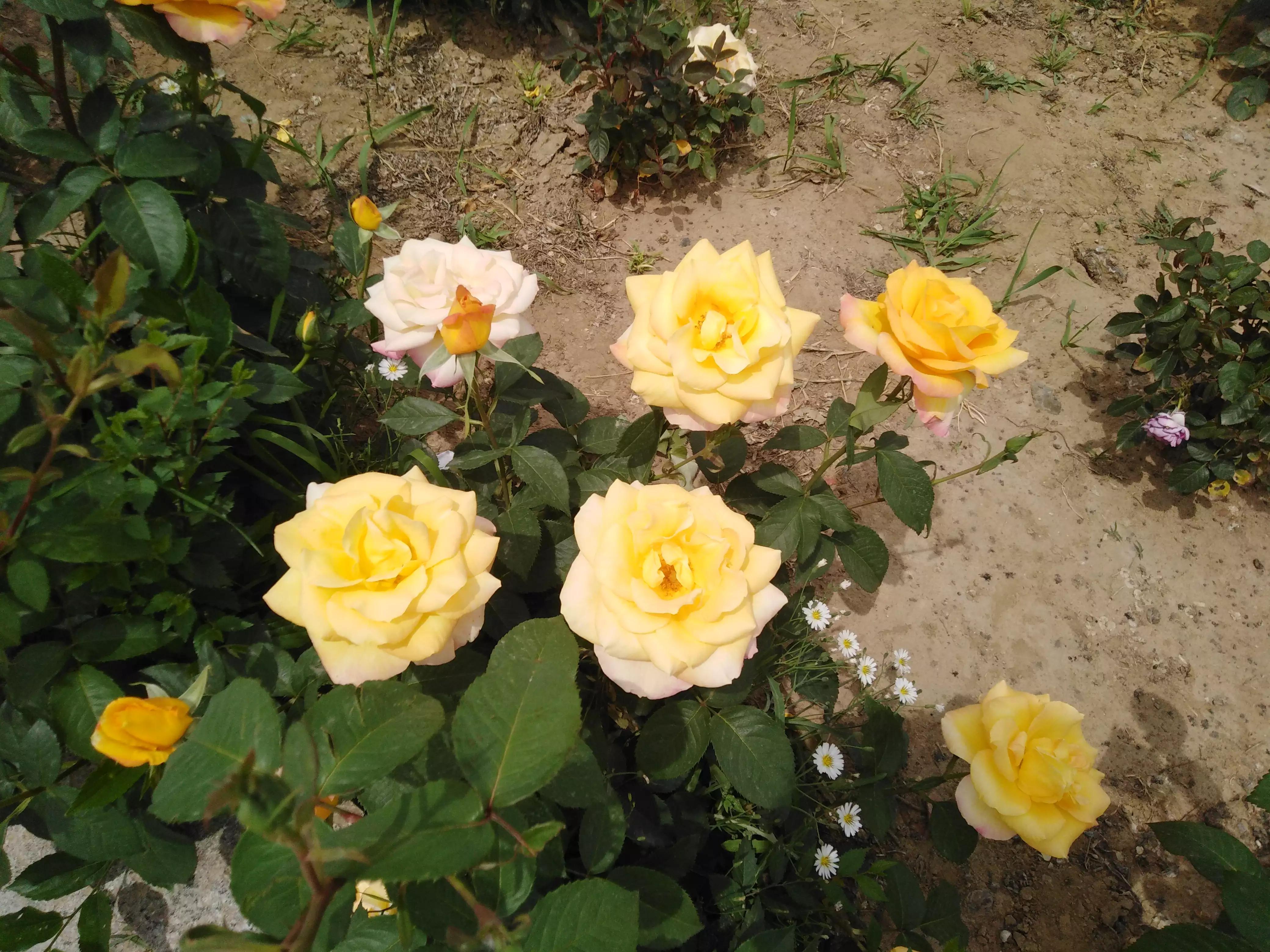 亲哥哥借弟弟几十万元钱不还,哥哥借我钱一直不还我怎么要