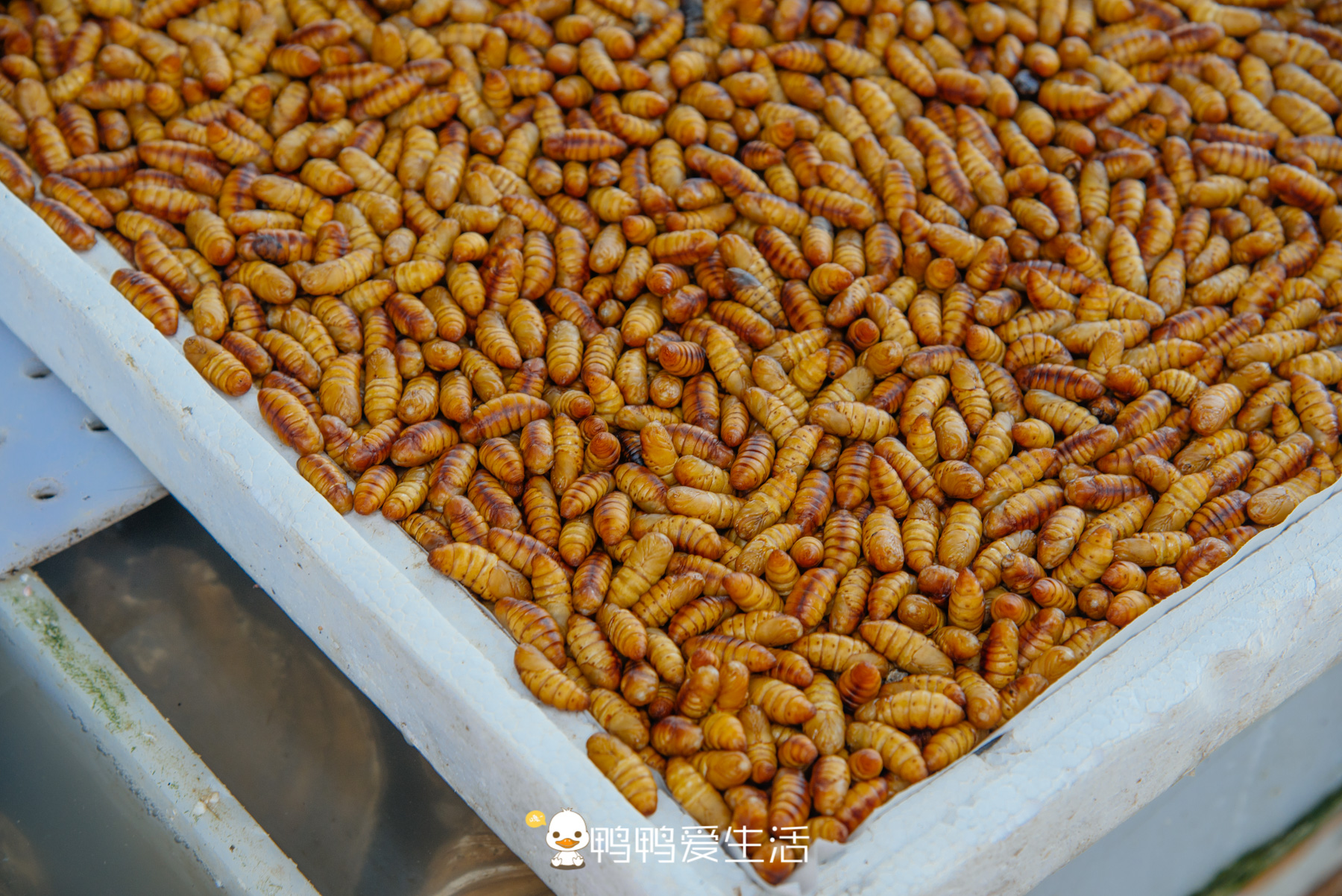 南沙十九涌渔人码头路边海鲜,广州十九涌海鲜码头