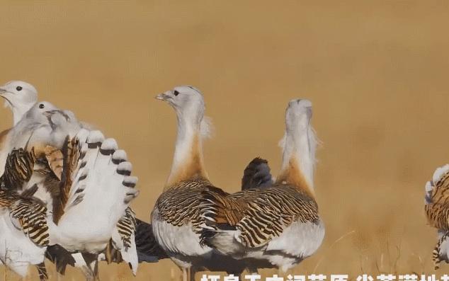 为何*楼青**老板娘叫*鸨老**？鸨能和所有鸟交配，真的是“万鸟之妻”？